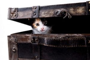 Voyager avec son chat