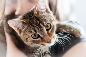 Toxoplasmose