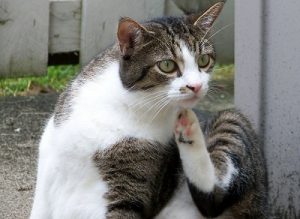 Castration du chat