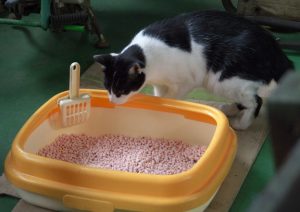 La diarrhée chez le chat