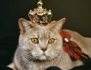 Chat dominant, mon matou fait la loi