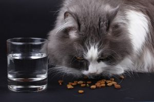 Mon chat ne mange plus
