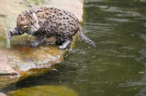 Eau, Bain et Chat - Peur ou Caprice de Chat