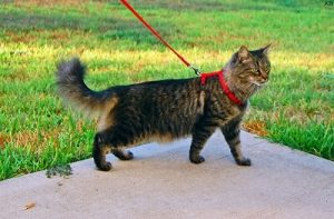 Promener son chat en laisse