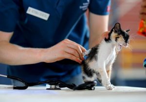 Typhus ou panleucopénie du chat