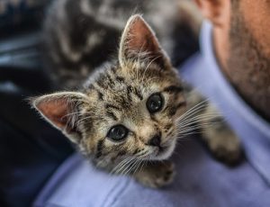 Vacciner son chaton ou son chat