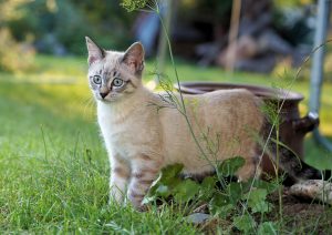 Vermifuger son chat - pourquoi, quand, comment