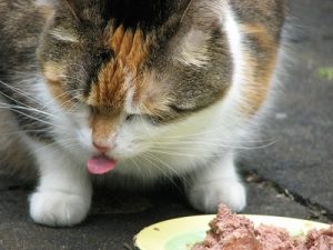 Vomissements, comment aider mon chat ?
