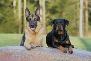 La parvovirose chez le chien
