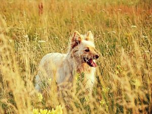 La piroplasmose - babésiose, canine