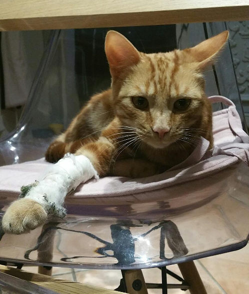 fracture du chat - le cas de Biscuit