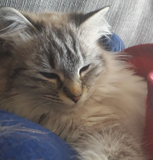 cancer du chat apparu au cou